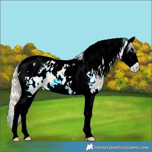 Horse Color:Perlino Splash Tobiano Appaloosa 