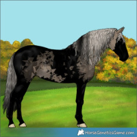 Horse Color:Void Silver Smoky Grullo Splash Tobiano 