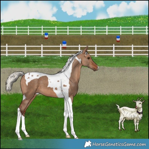 Horse Color:Silver Brown Dun Tobiano 