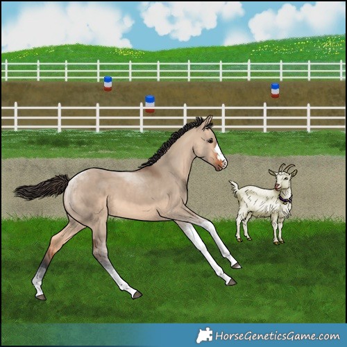 Horse Color:Bay Dun Tobiano 