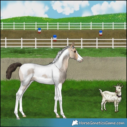 Horse Color:Buckskin Roan Dun Tobiano Frame 