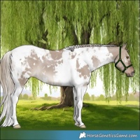 Horse Color:White Spotted Liver Red Dun Tobiano 
