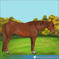Horse Color:Chestnut 