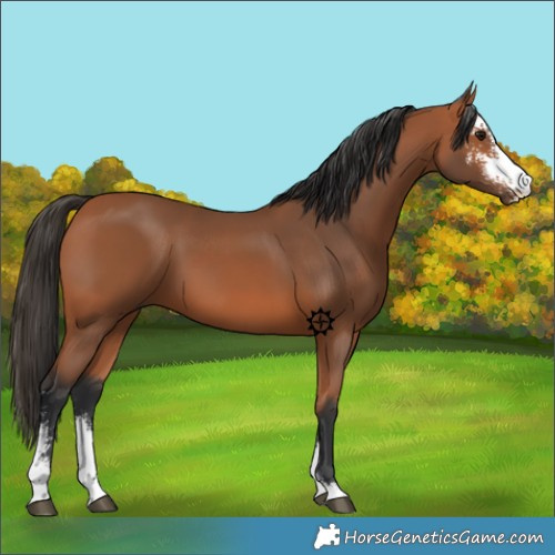 Horse Color:Bay Sabino 