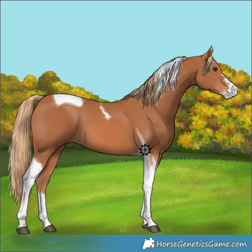 Horse Color:Chestnut Sabino Tobiano 