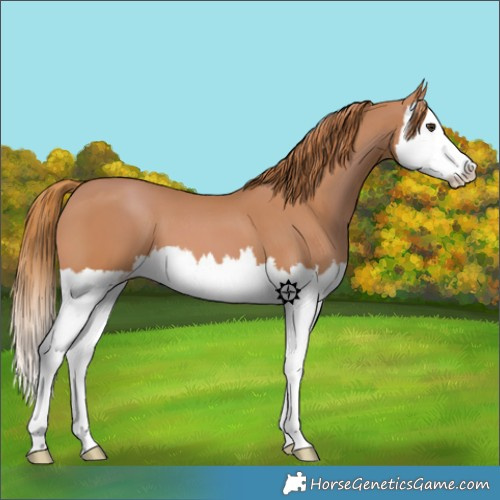 Horse Color:Chestnut Splash 