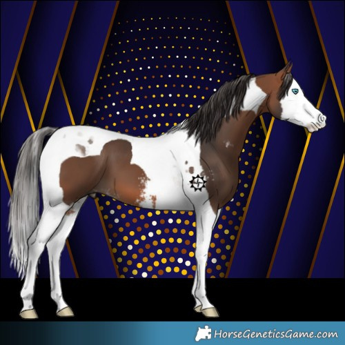 Horse Color:Bay Sabino Splash Tobiano