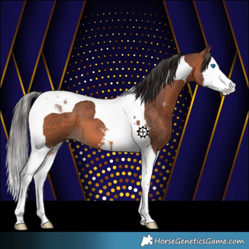 Horse Color:Bay Sabino Splash Tobiano 