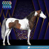 Horse Color:Bay Sabino Splash Tobiano 