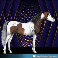 Horse Color:Bay Sabino Splash Tobiano 