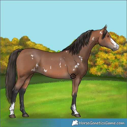 Horse Color:White Spotted Bay Sabino