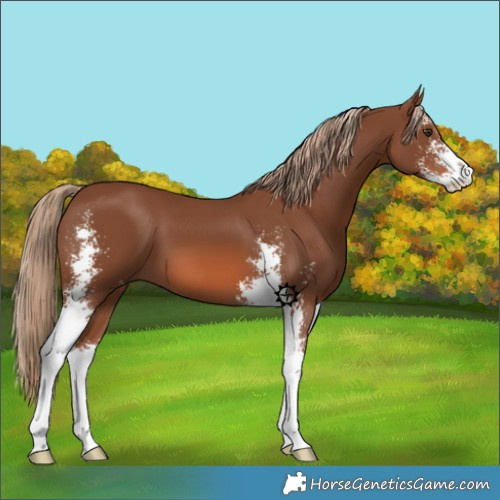 Horse Color:Chestnut Sabino 