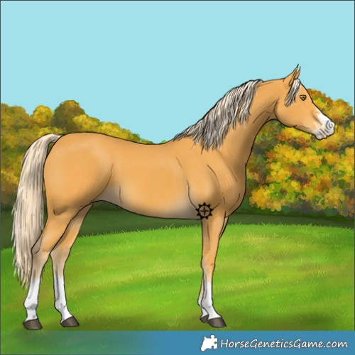 Horse Color:Palomino Sabino 