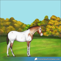 Horse Color:Bay Onyx Appaloosa