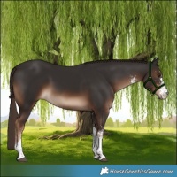 Horse Color:White Spotted Liver Chestnut 