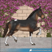 Horse Color:Gray White Spotted Liver Chestnut Tobiano
