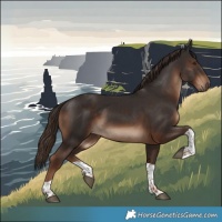 Horse Color:Liver Chestnut Tobiano 