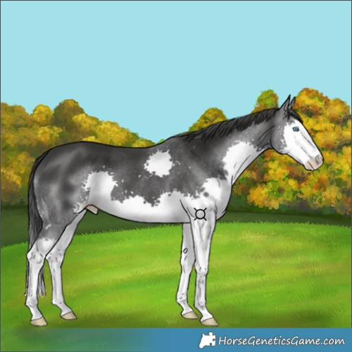 Horse Color:Black Splash 