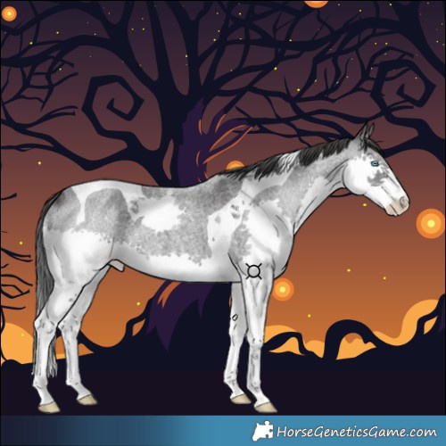 Horse Color:Blue Roan Splash Tobiano 