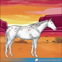 Horse Color:Silver Black Splash Tobiano 