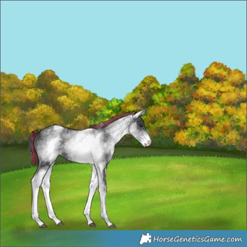 Horse Color:Painted White Spotted Black 