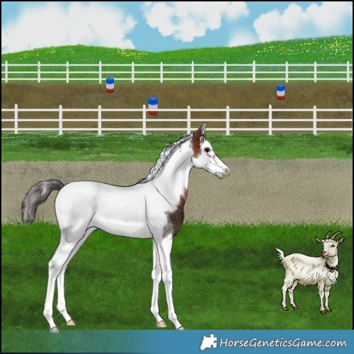 Horse Color:Bay Splash Tobiano Frame Appaloosa Rabicano 