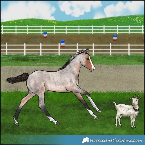 Horse Color:Bay Roan Splash Tobiano Rabicano 