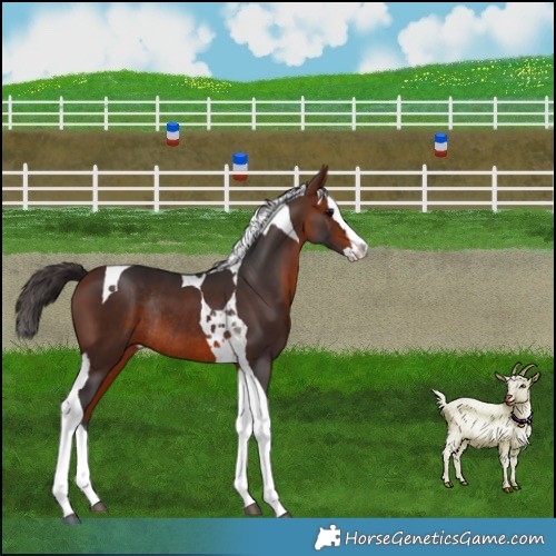 Horse Color:Bay Splash Tobiano Rabicano 