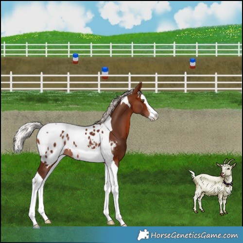 Horse Color:Silver Brown Splash Tobiano Appaloosa Rabicano 