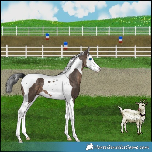 Horse Color:Brown Dun Splash Tobiano 