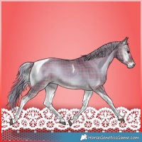 Horse Color:Plaid  Liver Red Dun Onyx Tobiano Rabicano 