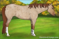 Horse Color:Red Dun Roan 