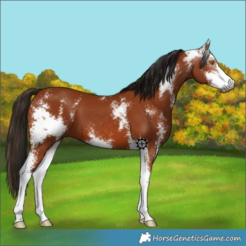 Horse Color:Gray Bay Sabino 