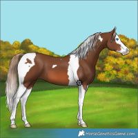 Horse Color:Chestnut Splash Tobiano