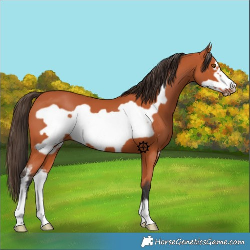 Horse Color:Bay Sabino Frame 