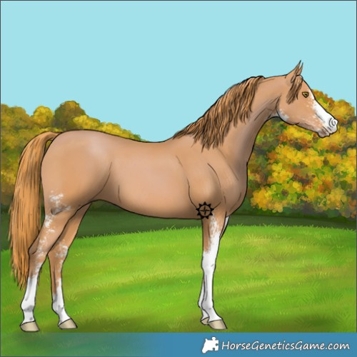 Horse Color:Chestnut Sabino