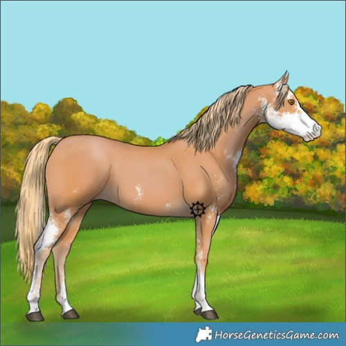 Horse Color:Chestnut Sabino 