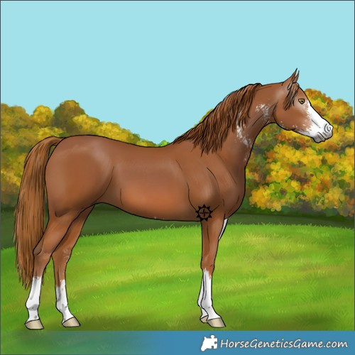 Horse Color:Gray Chestnut Sabino