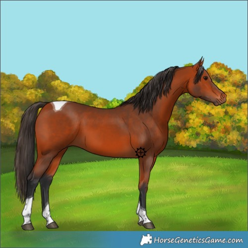Horse Color:Bay Tobiano 