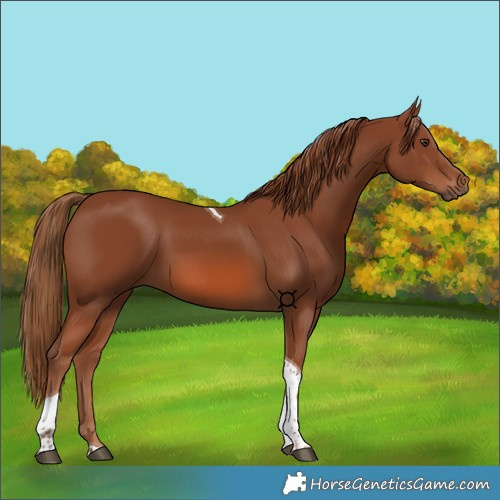 Horse Color:Chestnut Tobiano
