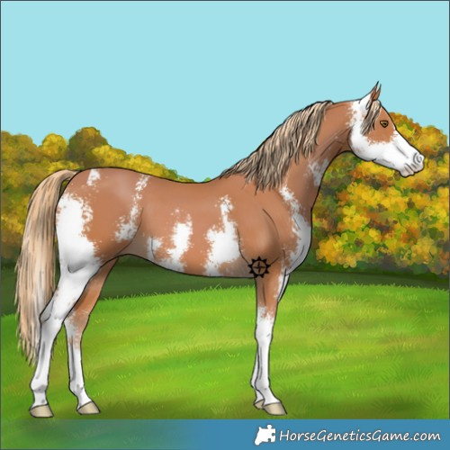 Horse Color:Chestnut Sabino