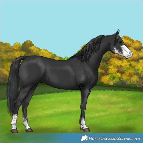 Horse Color:Black Sabino 