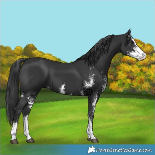 Horse Color:Black Sabino 