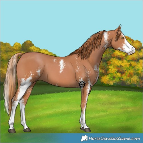 Horse Color:Chestnut Sabino 
