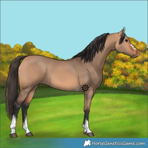 Horse Color:Bay Dun Tobiano