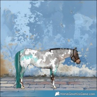 Horse Color:White Spotted Liver Red Roan 