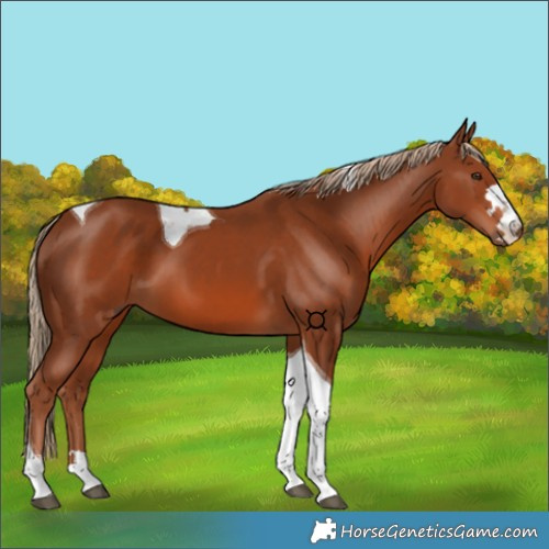 Horse Color:Chestnut Tobiano 