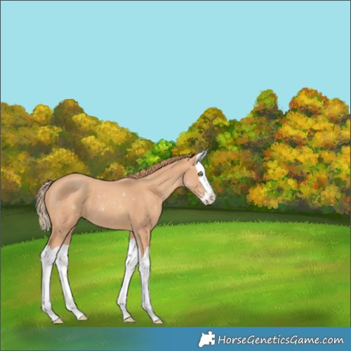 Horse Color:Gold Champagne Splash 