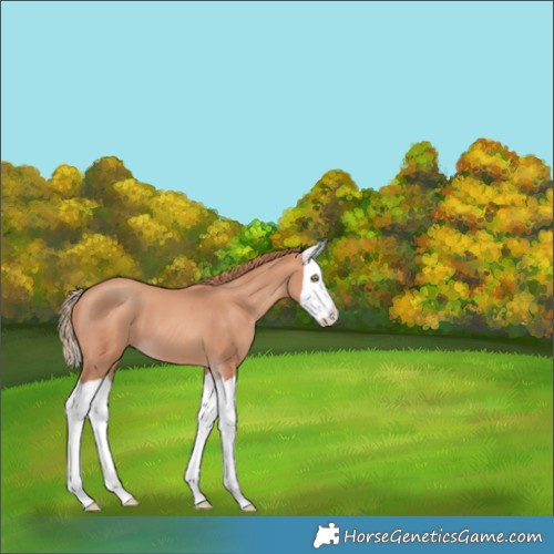 Horse Color:Gold Champagne Splash 