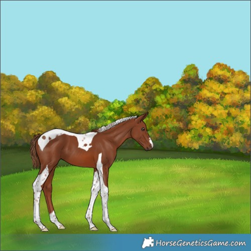 Horse Color:Chestnut Tobiano 